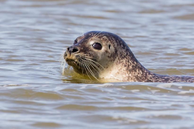 PADDLE - Vue Mer - 100M PLAGE Berck Eksteriør bilde