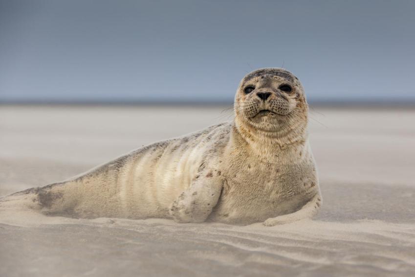 PADDLE - Vue Mer - 100M PLAGE Berck Eksteriør bilde